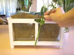 mini greenhouse stem position by rlc